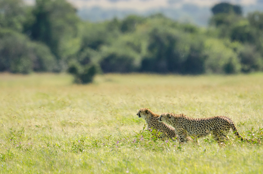 17 Days Safari in May 2013 (3 full days of game drives in the Crater!)