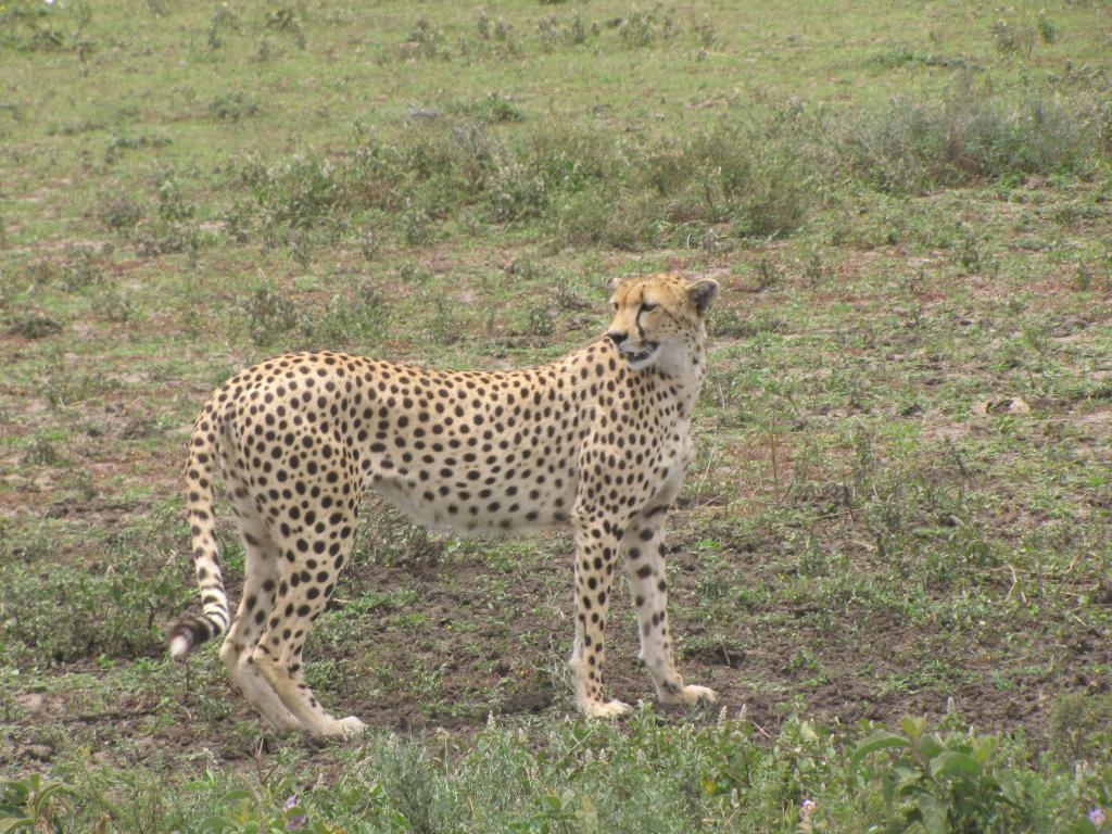 22 days Safari in Kenya & Tanzania – OLIVIA, BEN, LIA, ALAN (March 2013!)