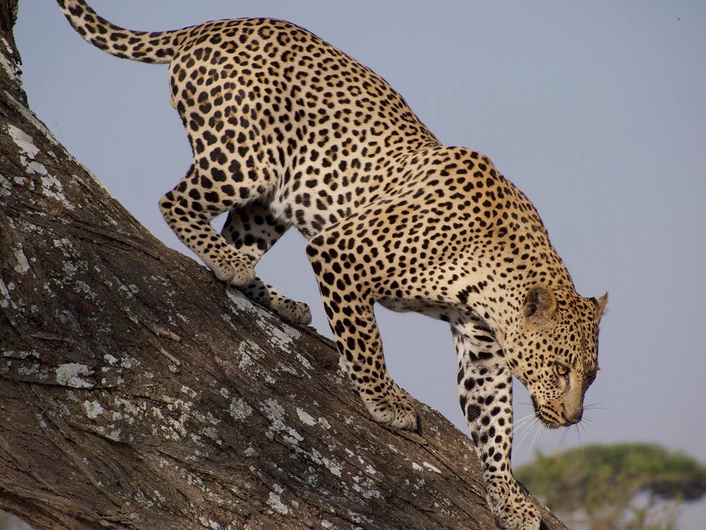 The Unforgettable Family Safari: Weingarten Family, July 2013 | Safari ...