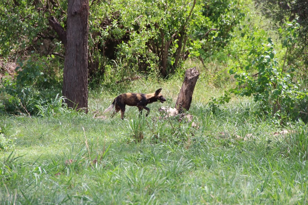 A rare encounter with WILD DOGS…. Another Safari Infinity Exclusive!