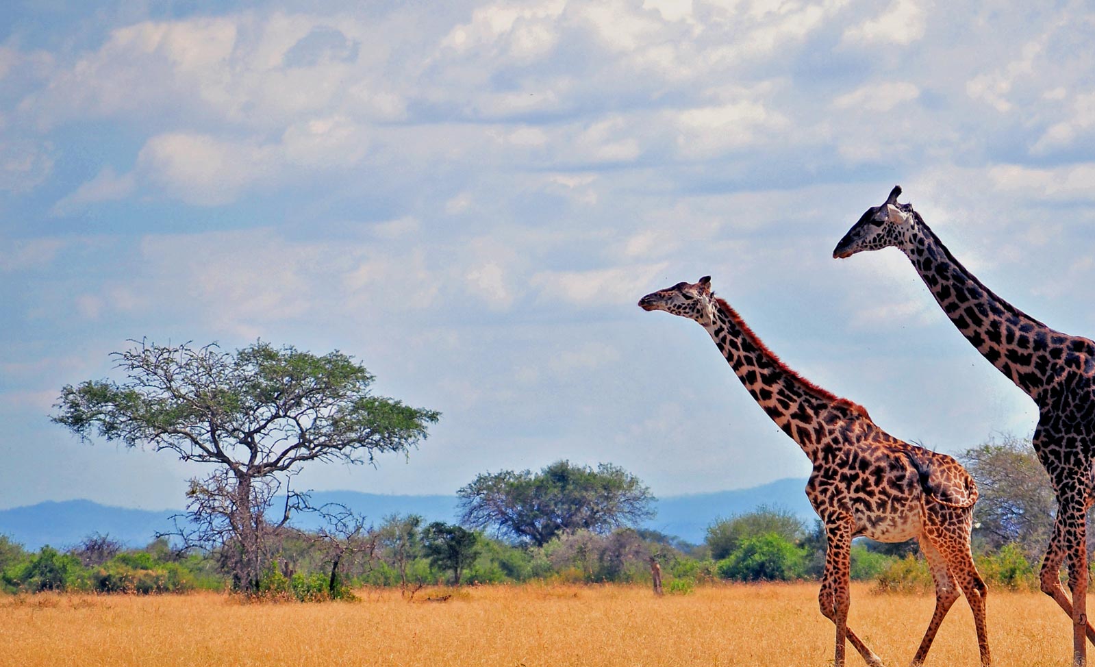 contact-bg | Safari Infinity | Tanzania, Africa