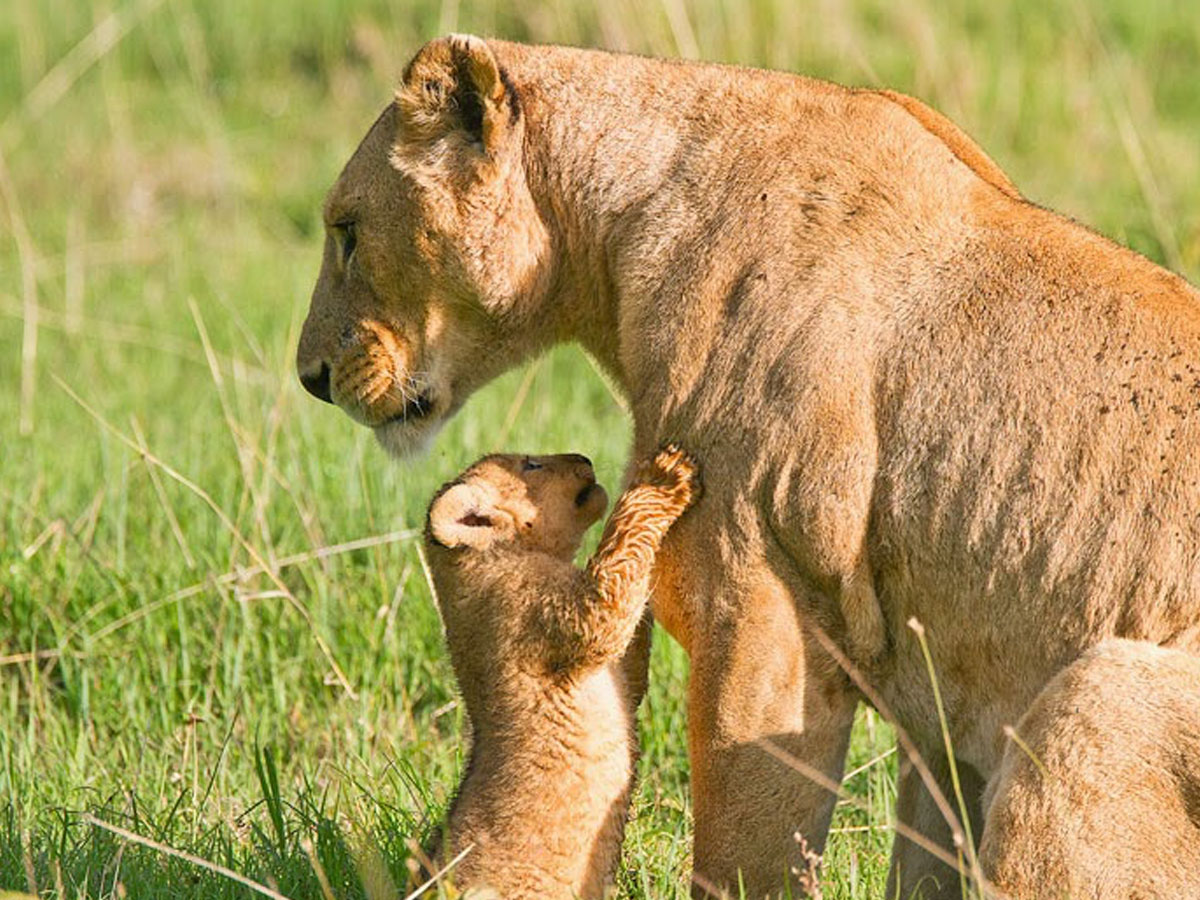 A rare sighting of a lioness and her cub in the Ngorongoro Crater!