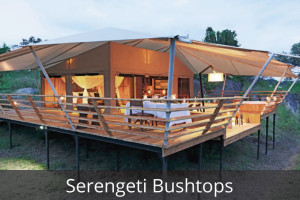 Serengeti-Bushtops