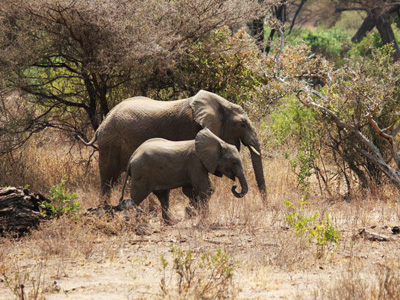 content_image_northern_circuit_elephant | Safari Infinity | Tanzania ...