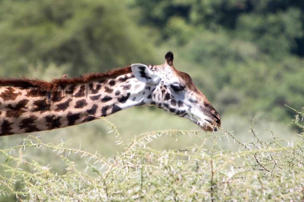 Giraffe - Tania with Safari Infinity