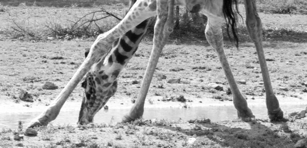 Drinking Giraffe - Tania with Safari Infinity