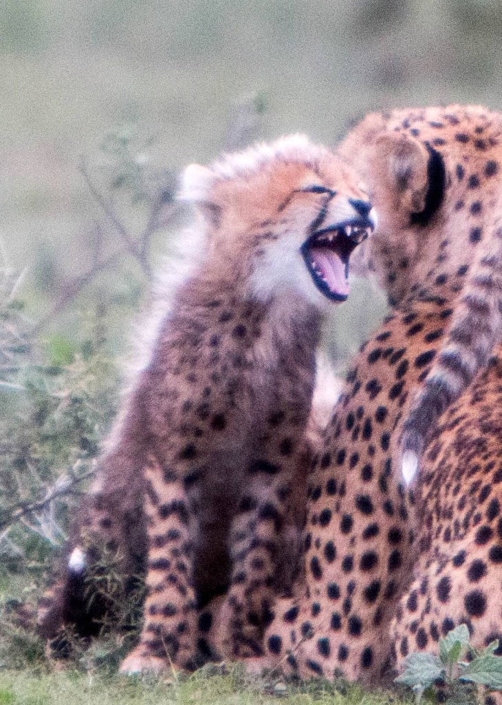 Cheetah Cub and Mum - Tania with Safari Infinity