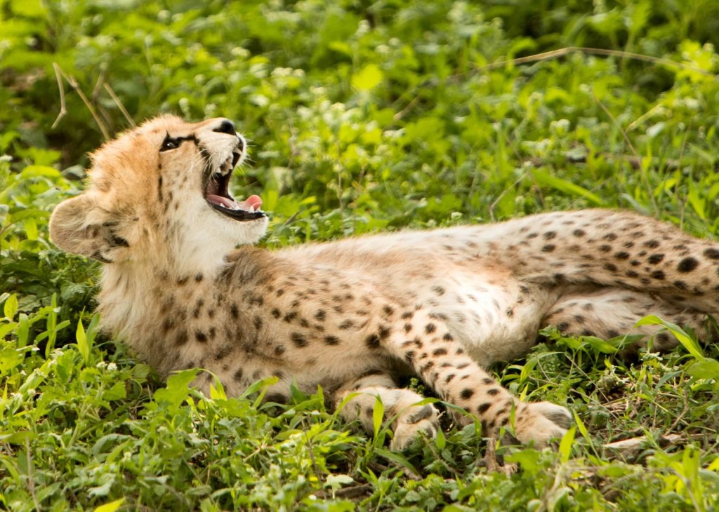Cheetah - Tania with Safari Infinity