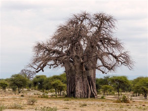 Baobob tree