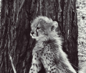 cheetah cub one