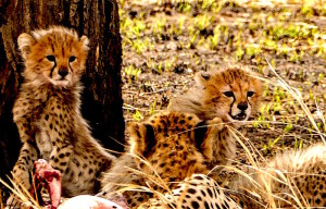 cheetah cubs