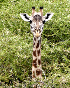 giraffe