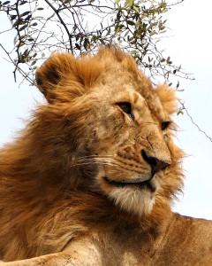 young male lion