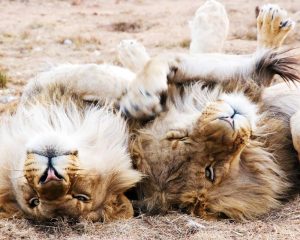 african safari lions